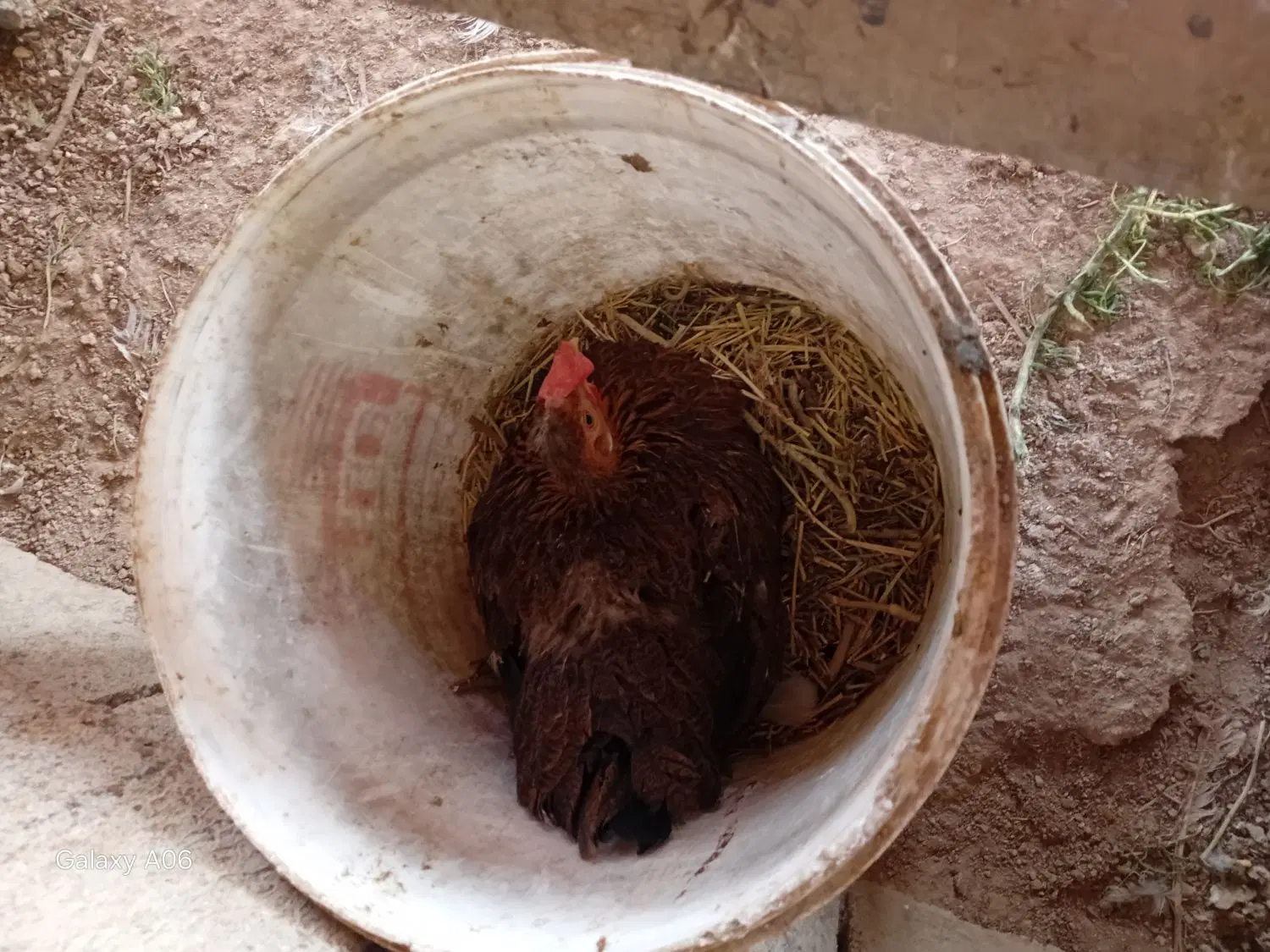 کار|حراج|شادگان, |دیوار