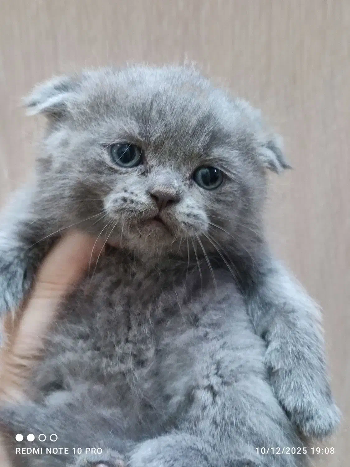 گربه اسکاتیش و بریتیش|گربه|تهران, سبلان (لشگر)|دیوار