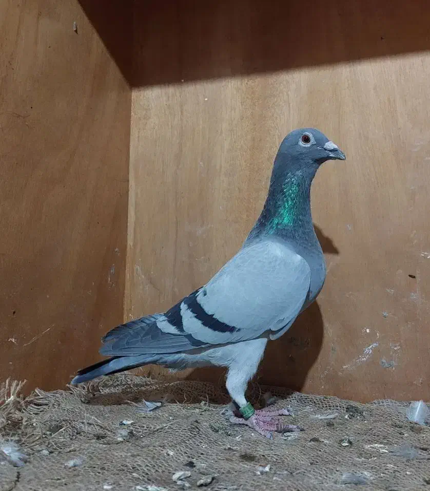 پلاکی مسابقاتی مقام دار با پرینت|پرنده|اهواز, کمپلو شمالی|دیوار