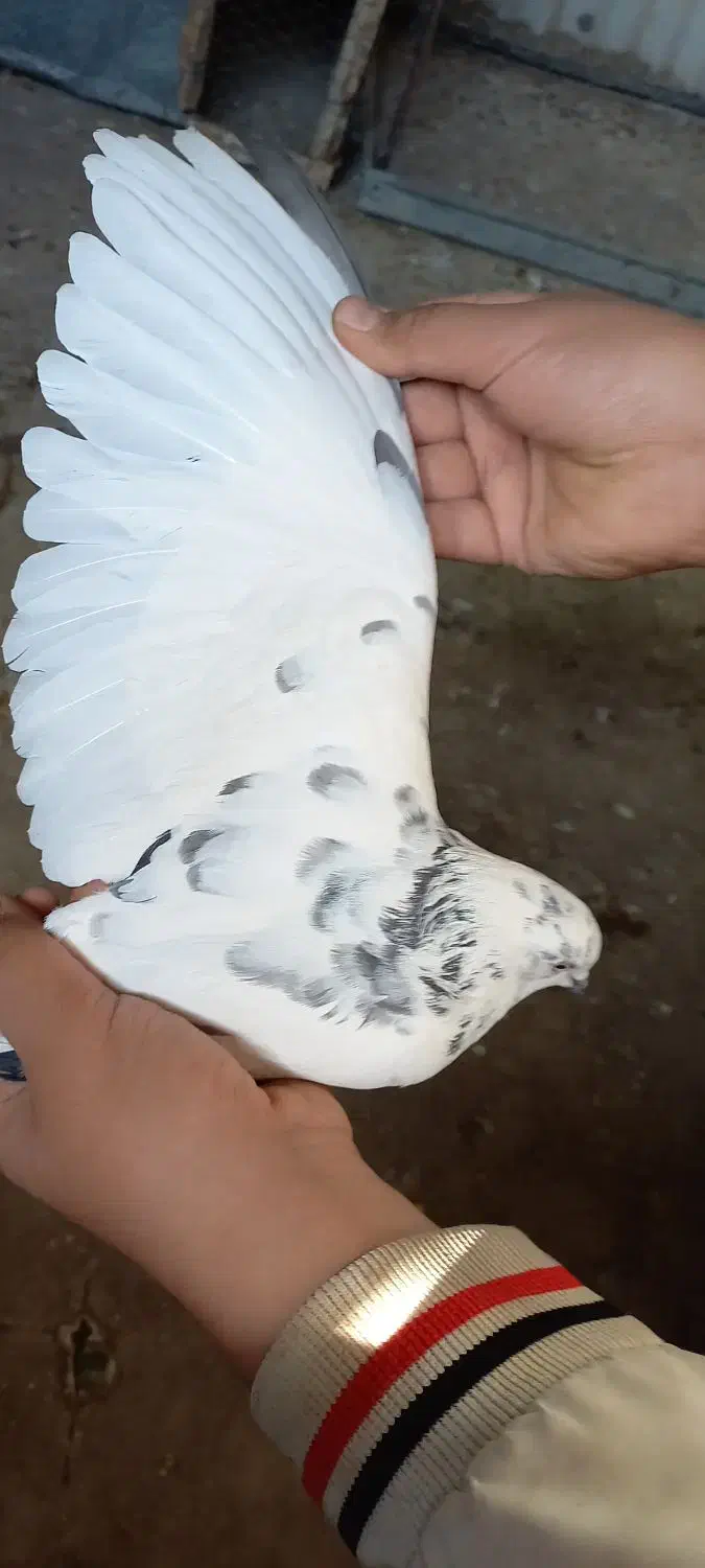 کبوتر کله دمبی کاشونی|پرنده|فرخ‌شهر, |دیوار