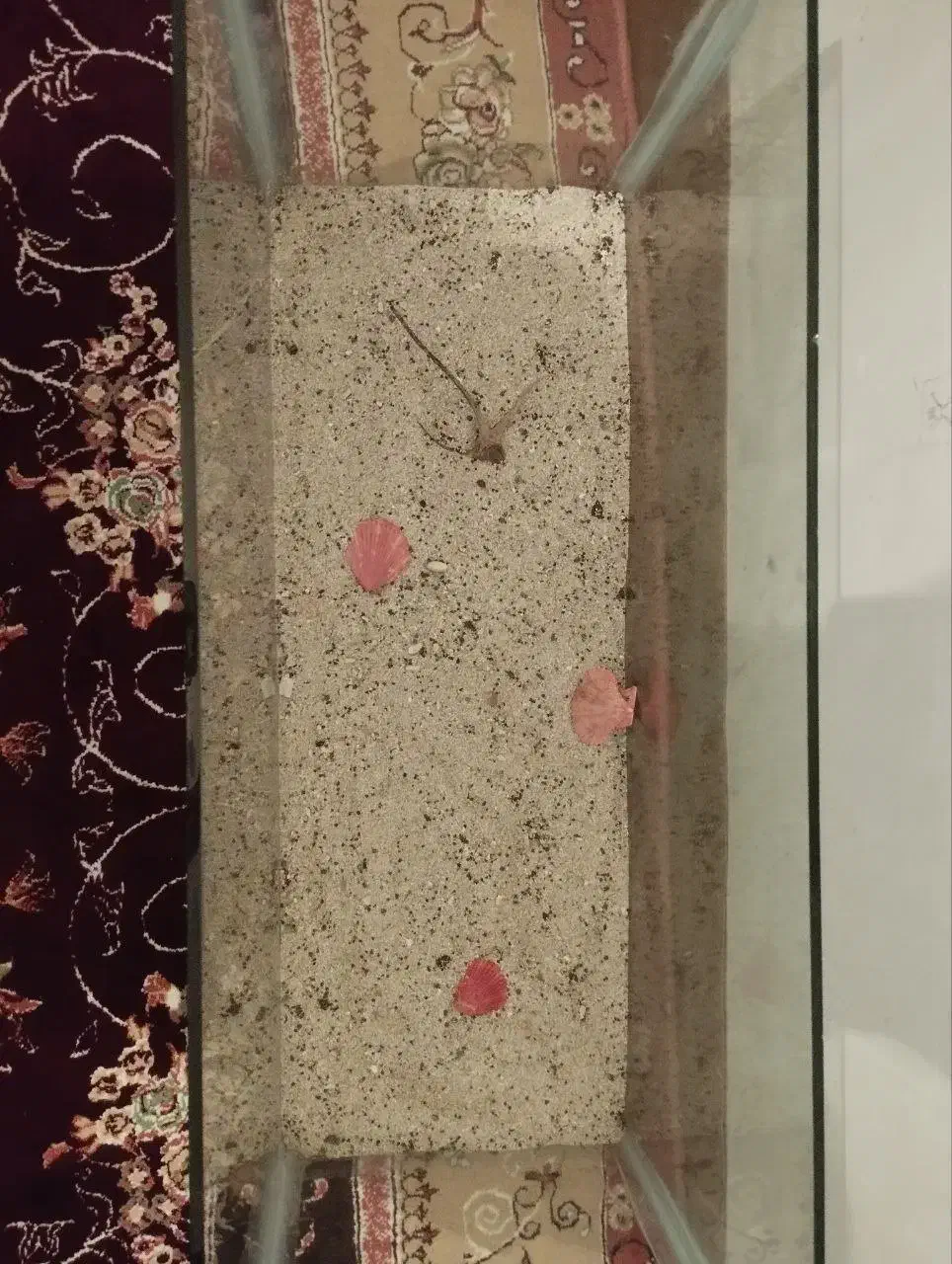 اکواریوم|ماهی|میاندوآب, |دیوار