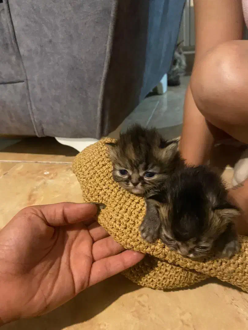 گربه دو ماهه|گربه|بندرعباس, |دیوار