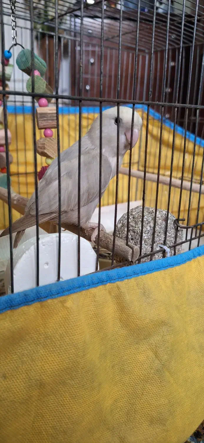 کوتوله نراوپال آشتی آشتیه|پرنده|بندرعباس, |دیوار