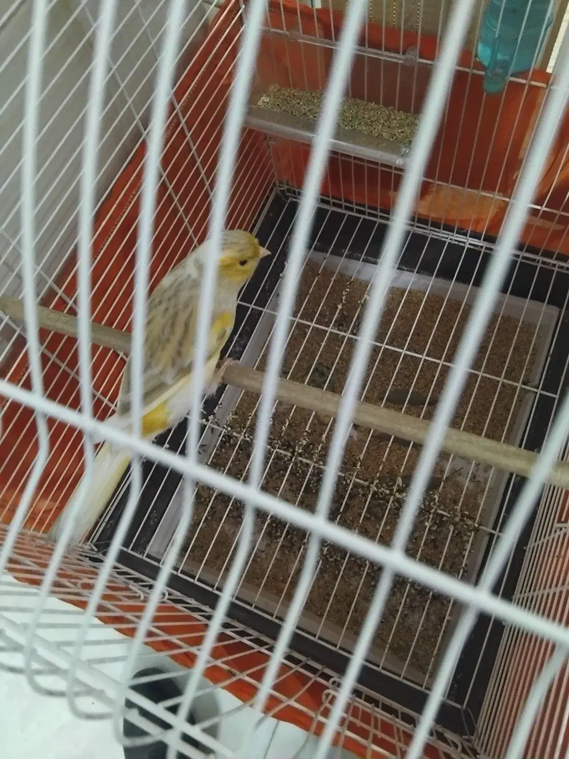 قناری نر جوان معاوضه با لوازم اکواریوم ابنوس|پرنده|کرج, کمال‌شهر|دیوار