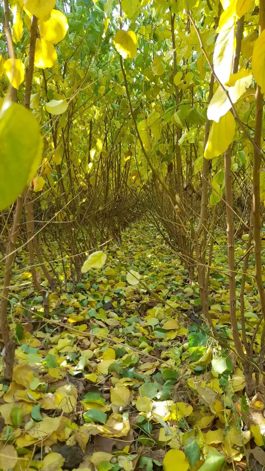 تولیدفروش نهال|عمدهفروشی|میاندوآب, |دیوار