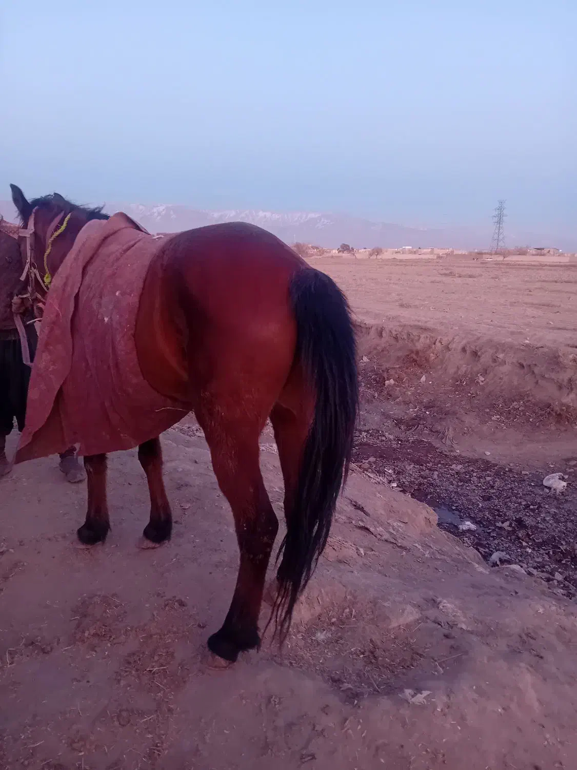 مادیون|اسب و تجهیزات اسب‌سواری|نیشابور, ناسیونال|دیوار