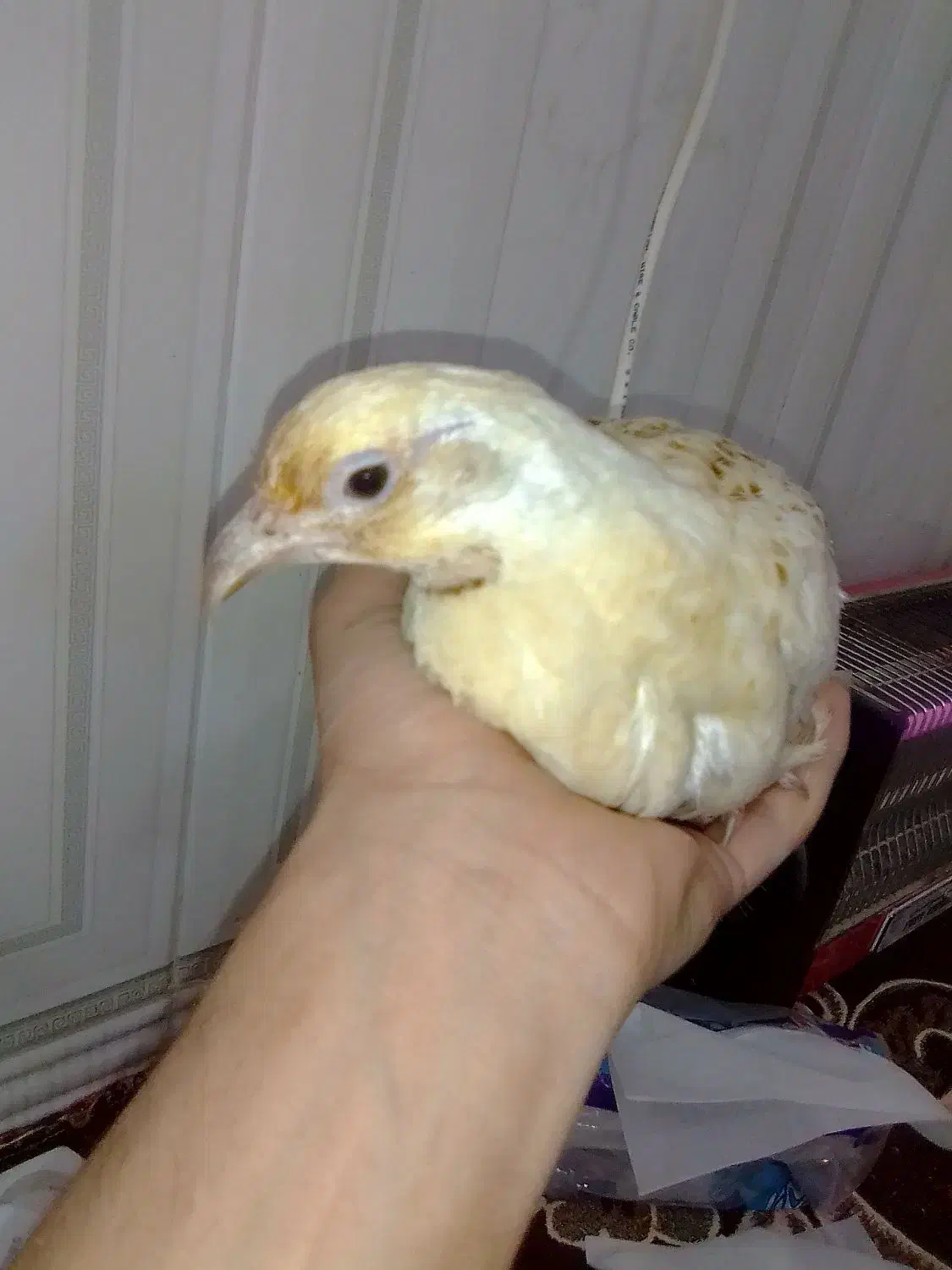 مرغ آشتی آلبینو|حیوانات مزرعه|بندرعباس, |دیوار