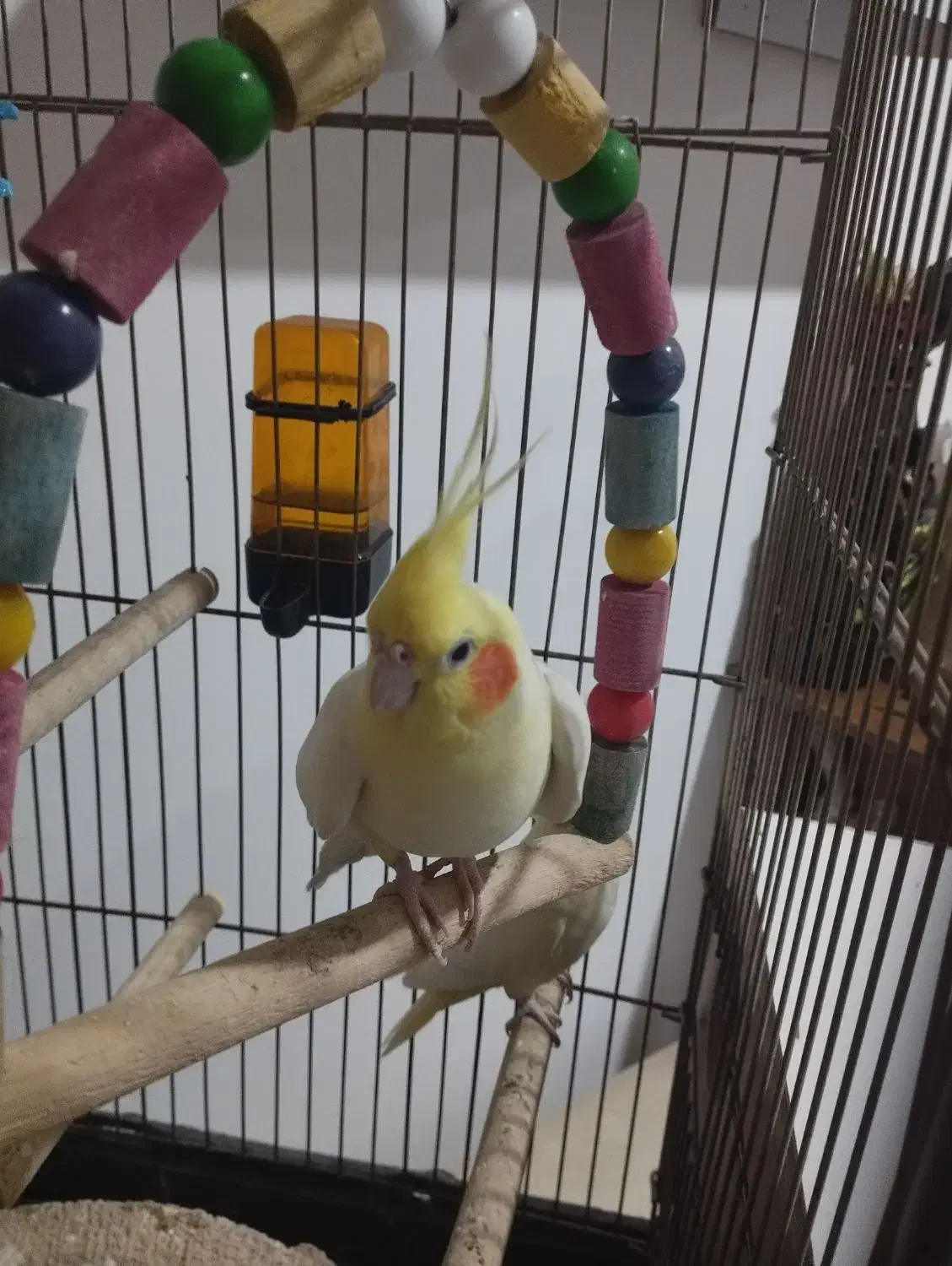 عروس هلندی|پرنده|تربت جام, مسکن مهر|دیوار