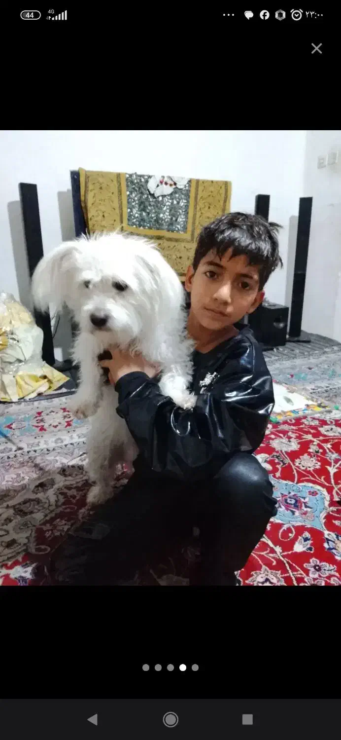 سگ شیتزو|سگ|قوچان, |دیوار