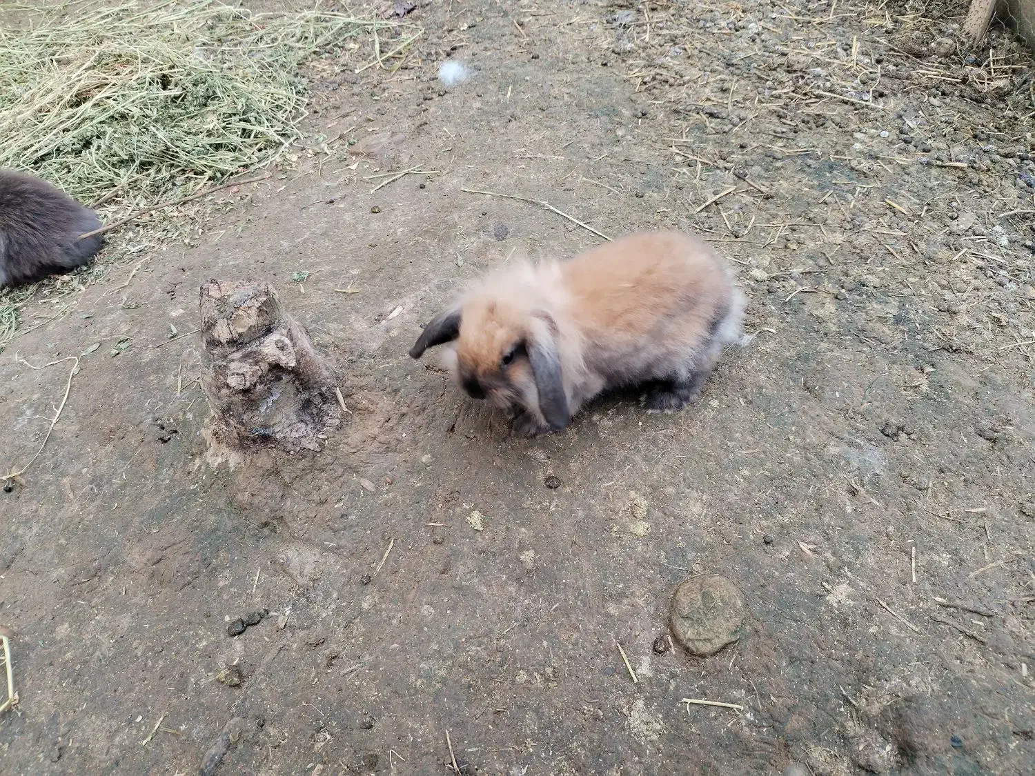 خرگوش لوپ|موش و خرگوش|فومن, |دیوار