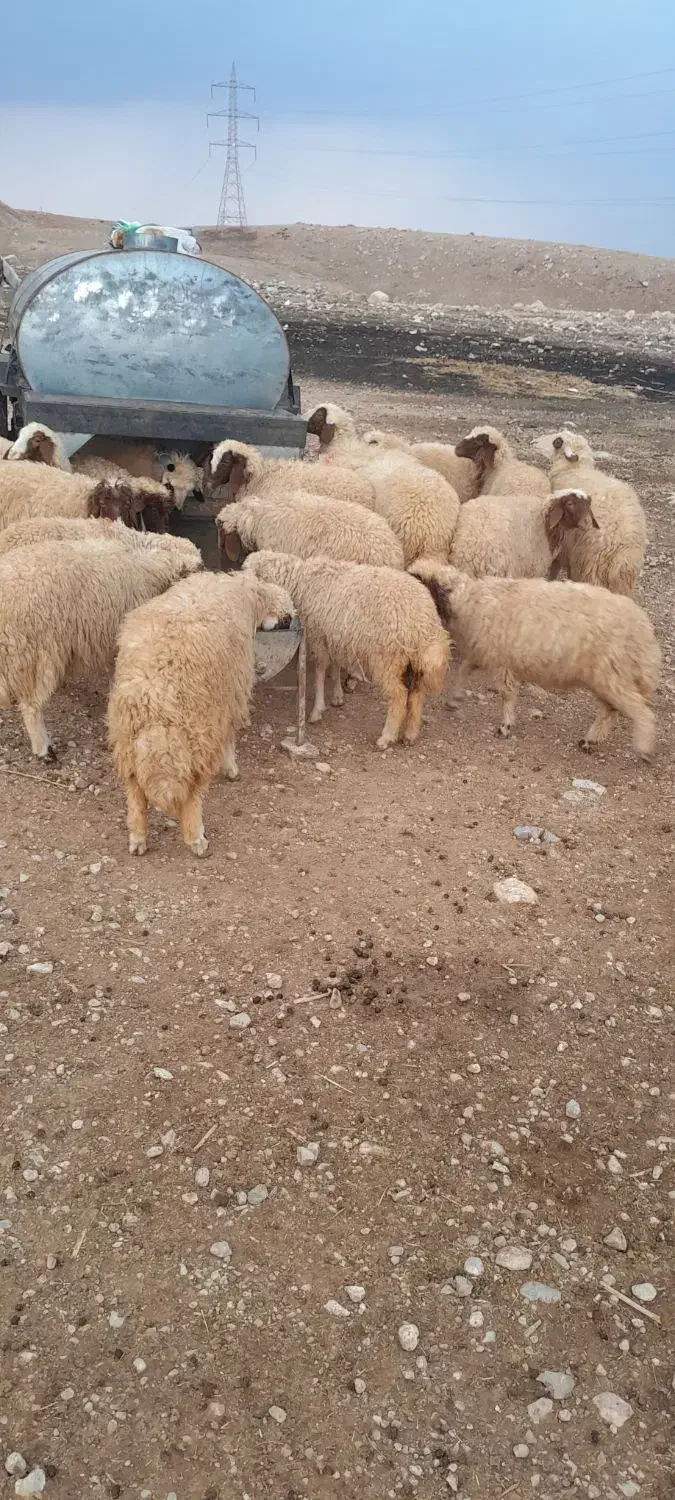 سلام ۱۰ عدد کاور نر و ماده|حیوانات مزرعه|سرپل ذهاب, |دیوار