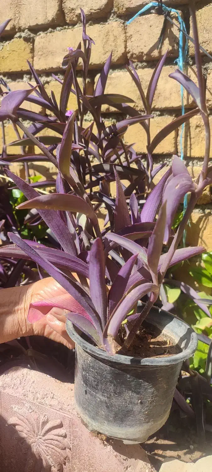 گل های زیبا|گل و گیاه طبیعی|دورود, |دیوار