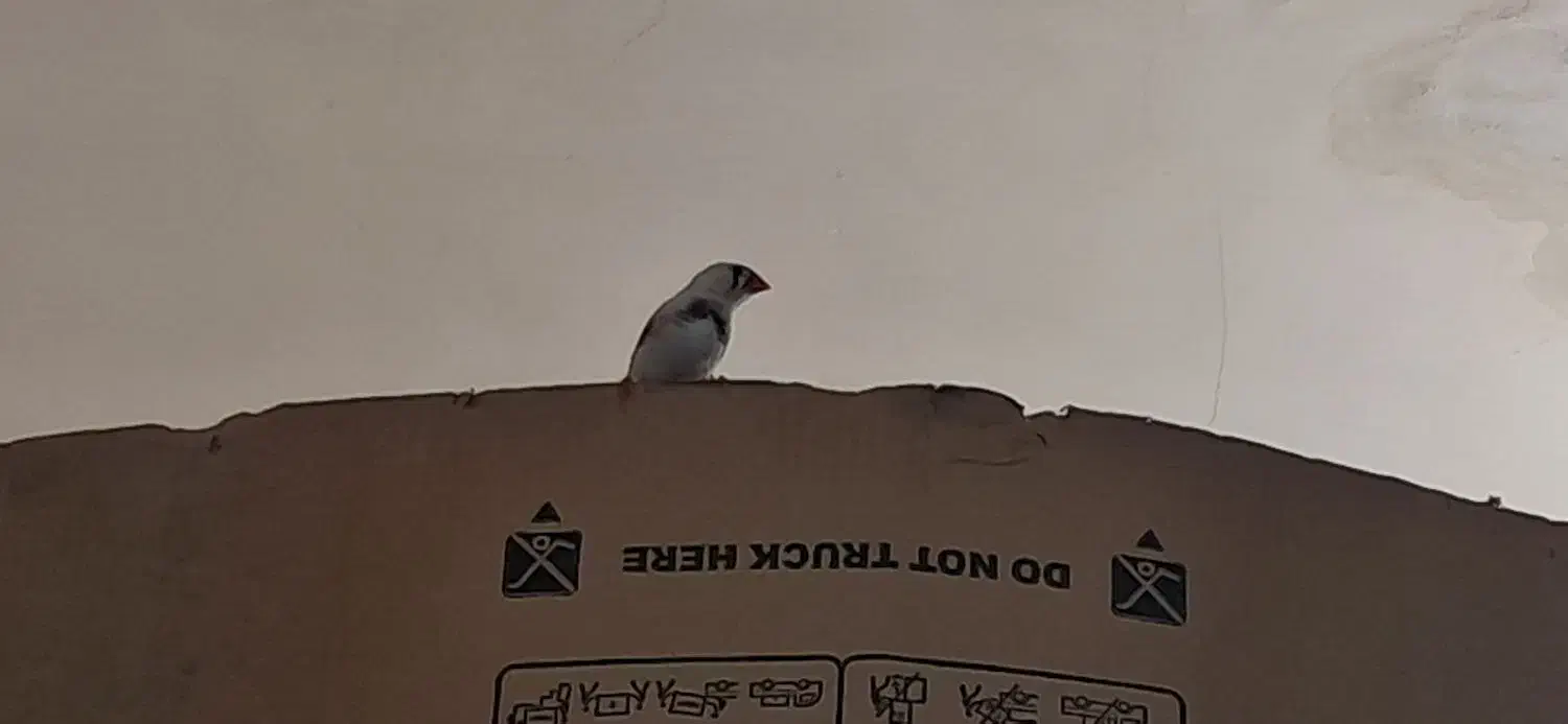 معاوضه فنچ|پرنده|شاهرود, |دیوار