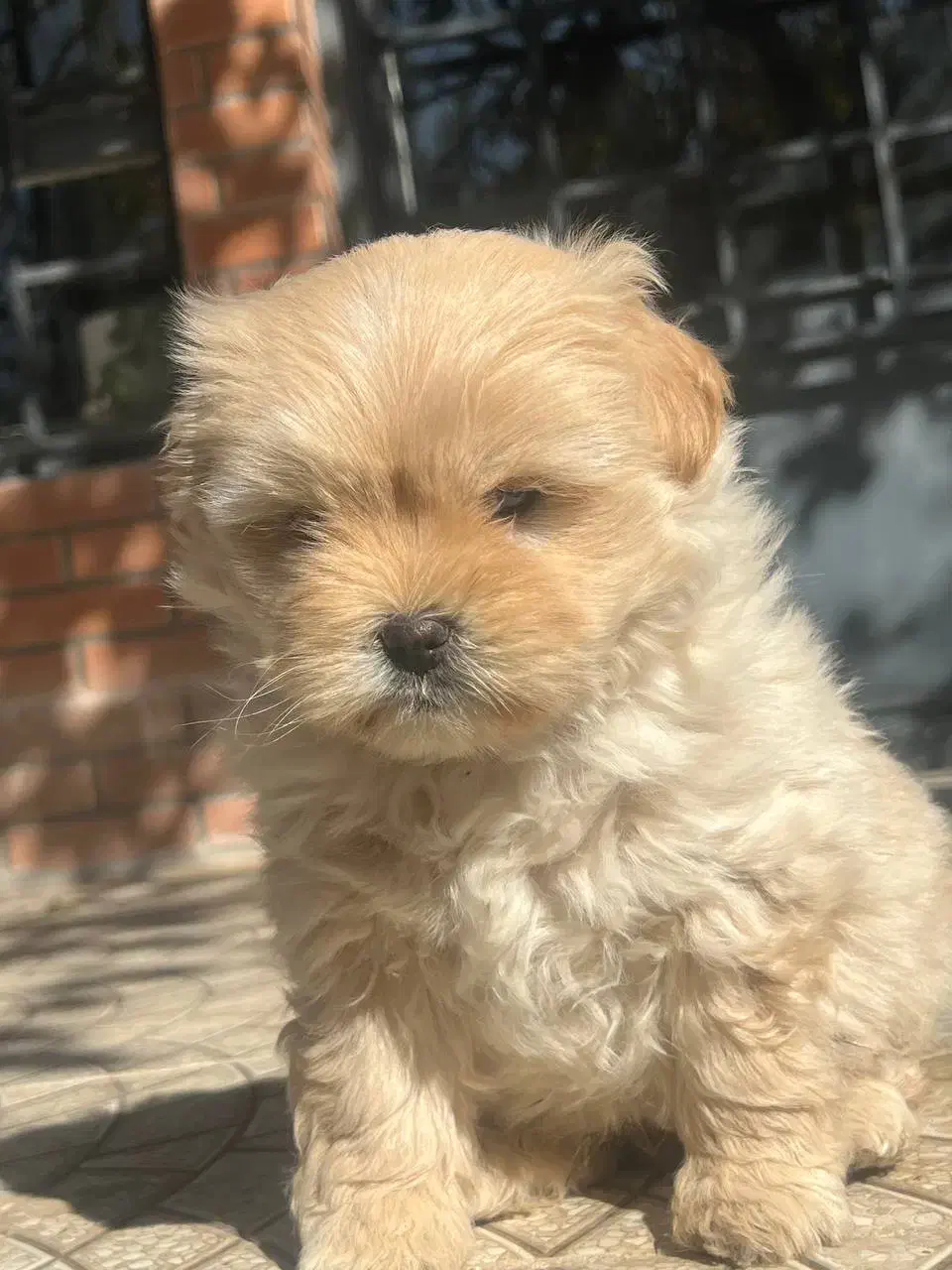 پودل کراس عروسکی|سگ|اصفهان, پینارت|دیوار