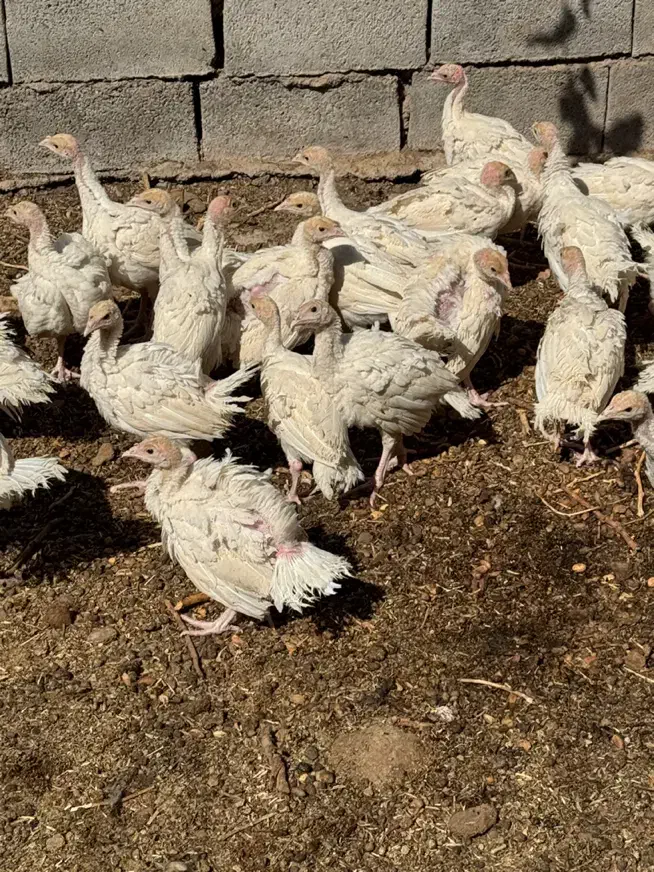 جوجه بوقلمون چهل روزه بیرونی سیکس اصل وزن ۱.۵|حیوانات مزرعه|رفسنجان, |دیوار