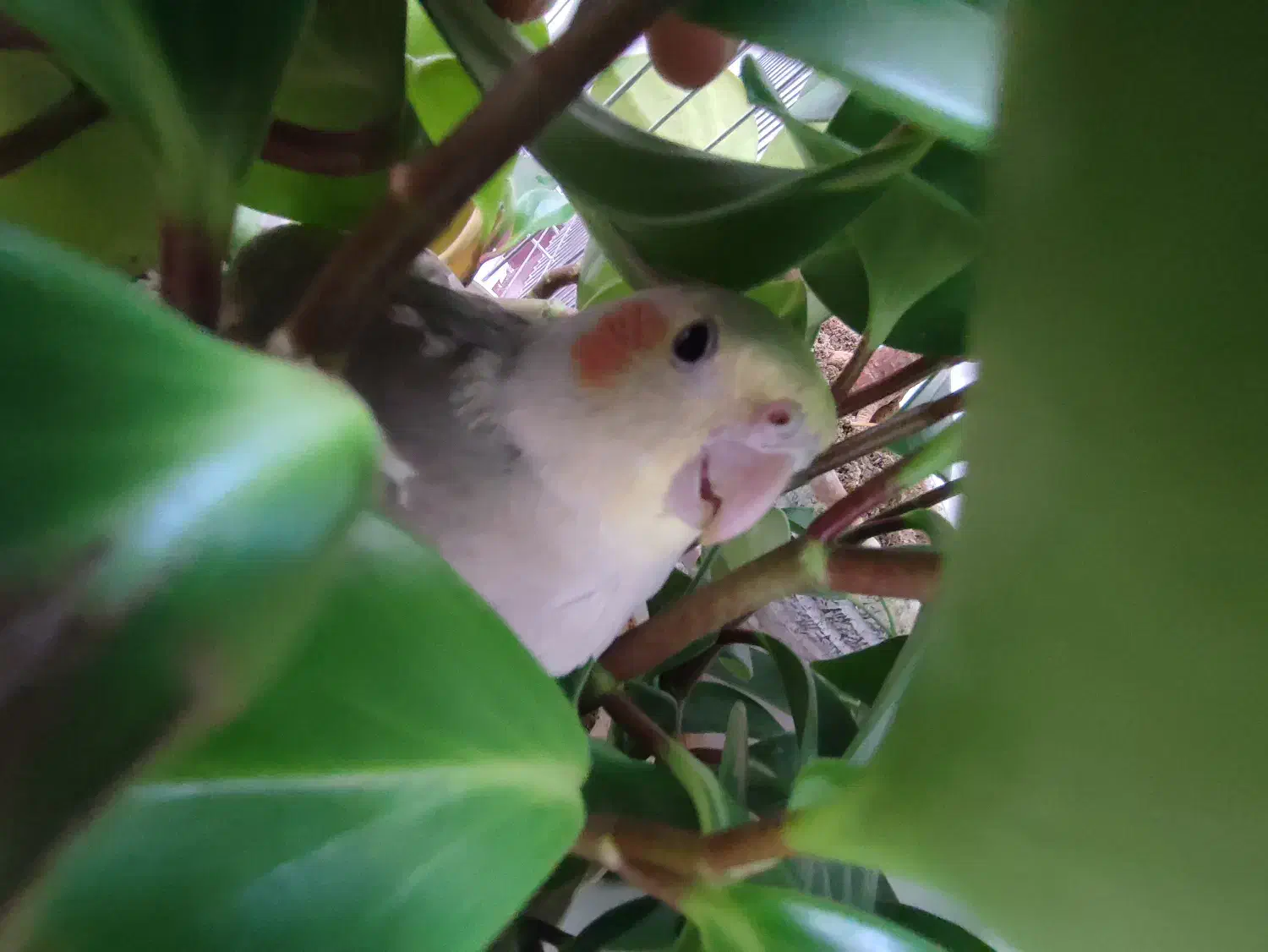 عروس هلندی|پرنده|قیدار, |دیوار