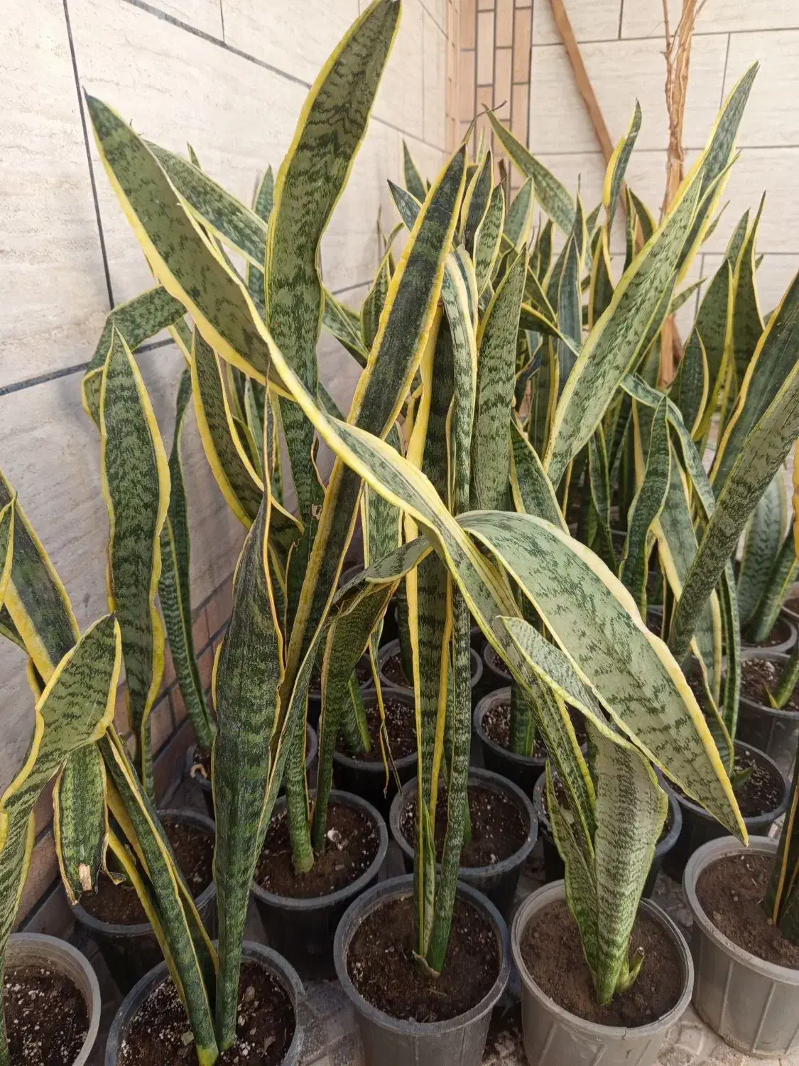 گل سانسوریا ابلق|گل و گیاه طبیعی|بیرجند, |دیوار