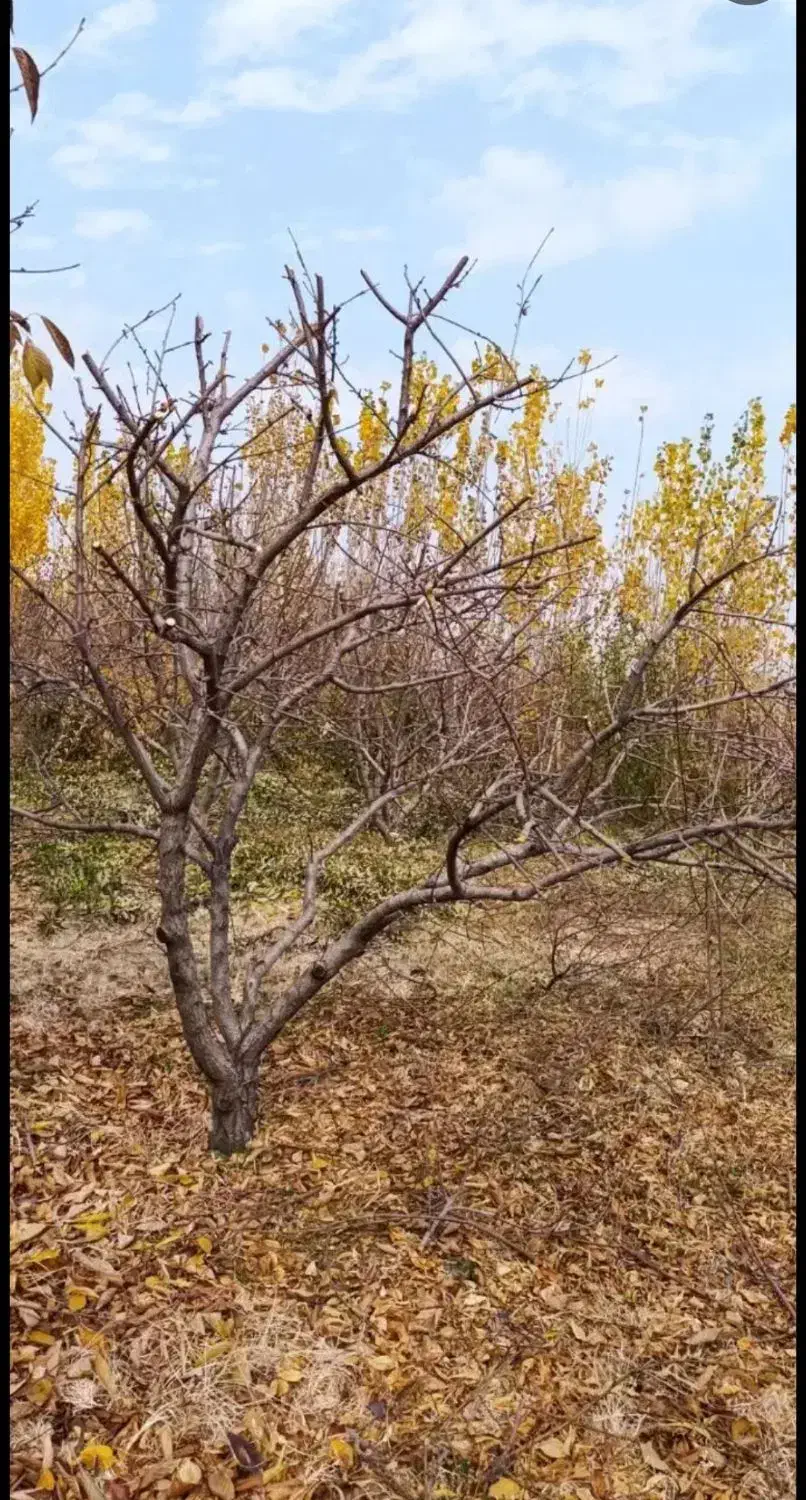 خدمات کشاورزی. برش درختان . هرس درختان . پیوند|خدمات باغبانی و درختکاری|بروجرد, |دیوار
