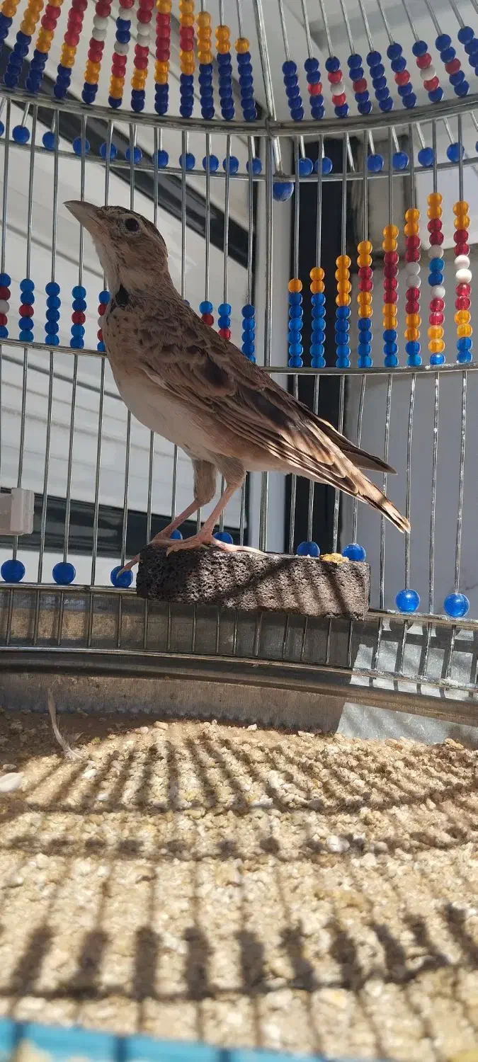 سهره خاکی|پرنده|کبودرآهنگ, |دیوار