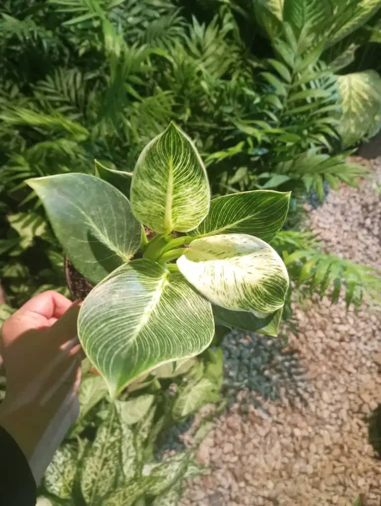 بهترین هدیه|گل و گیاه طبیعی|بندر ماهشهر, |دیوار