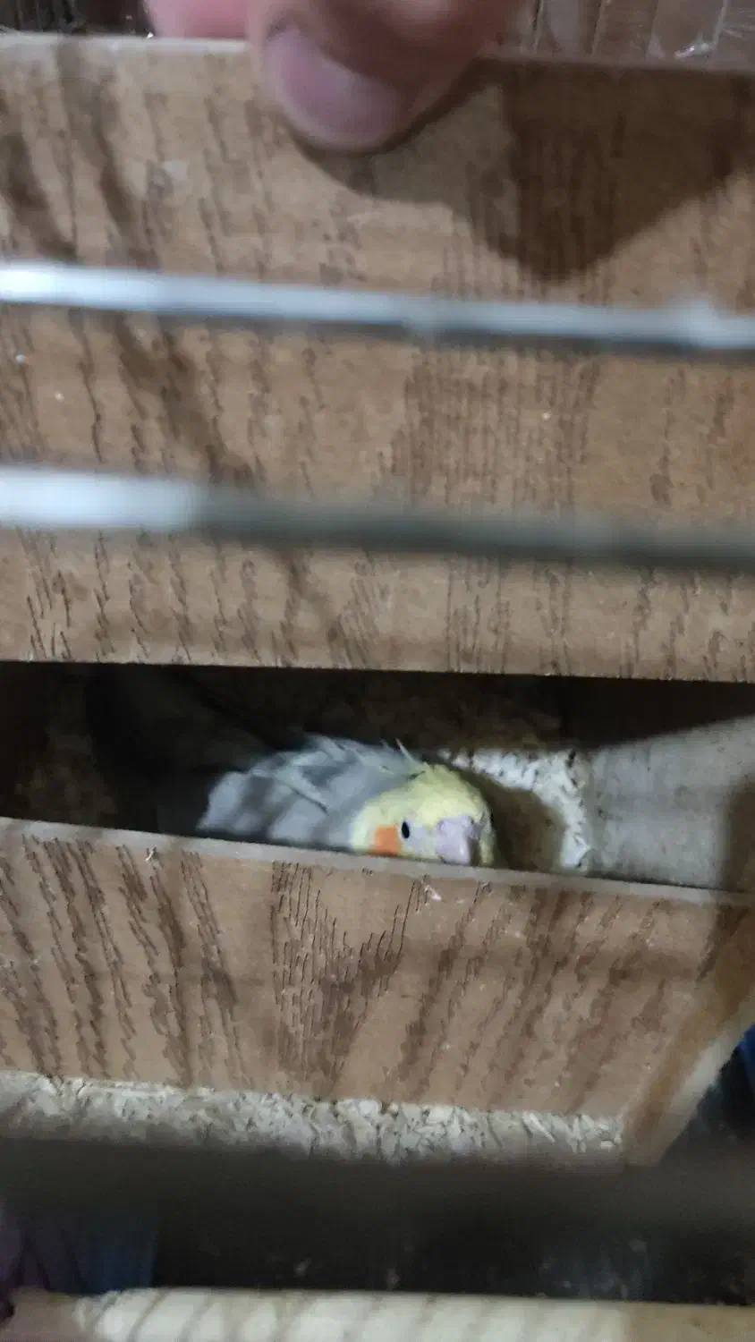 عروس هلندی مولد جفت|پرنده|باقرشهر, |دیوار