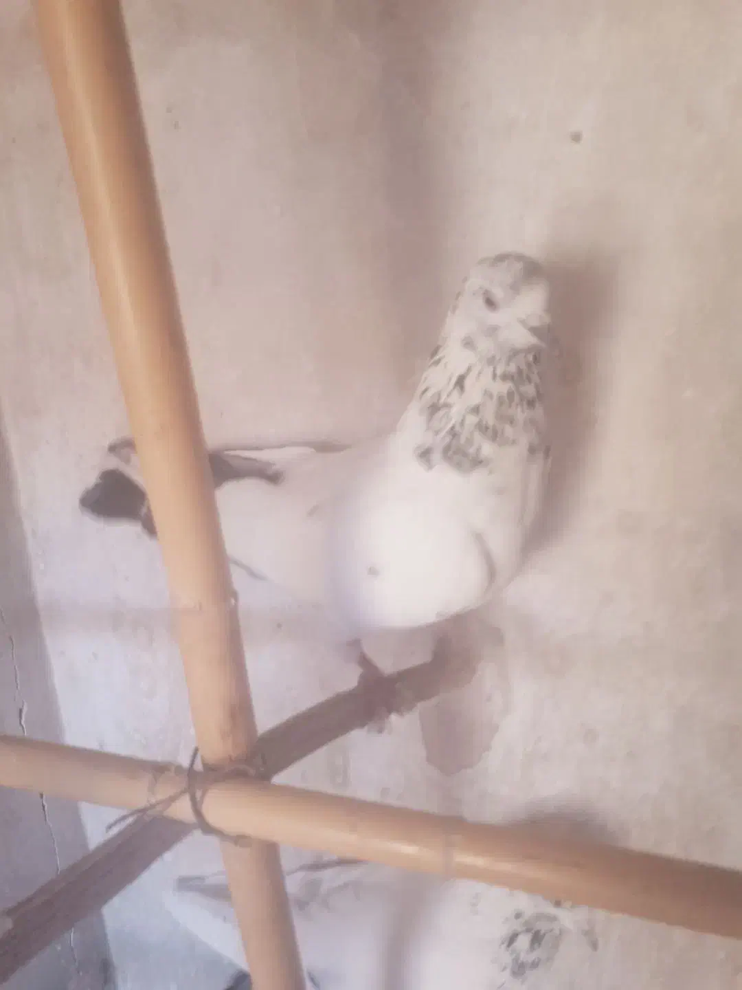 ۱۰ عدد کبوتر پزشی|پرنده|مهدی شهر, |دیوار