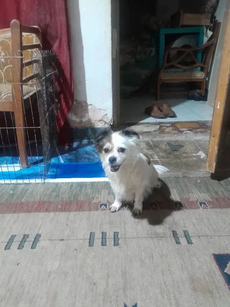 یک قلاده اشمیتز هواهوا وتوله اش مشکی سینه سفید|سگ|شیراز, شهرک سراج|دیوار