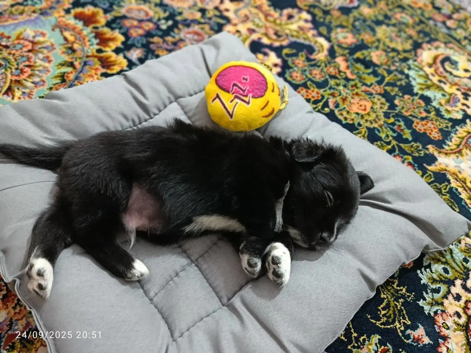 سگ اشپیز شیتزو سه ماهه|سگ|بندرعباس, |دیوار