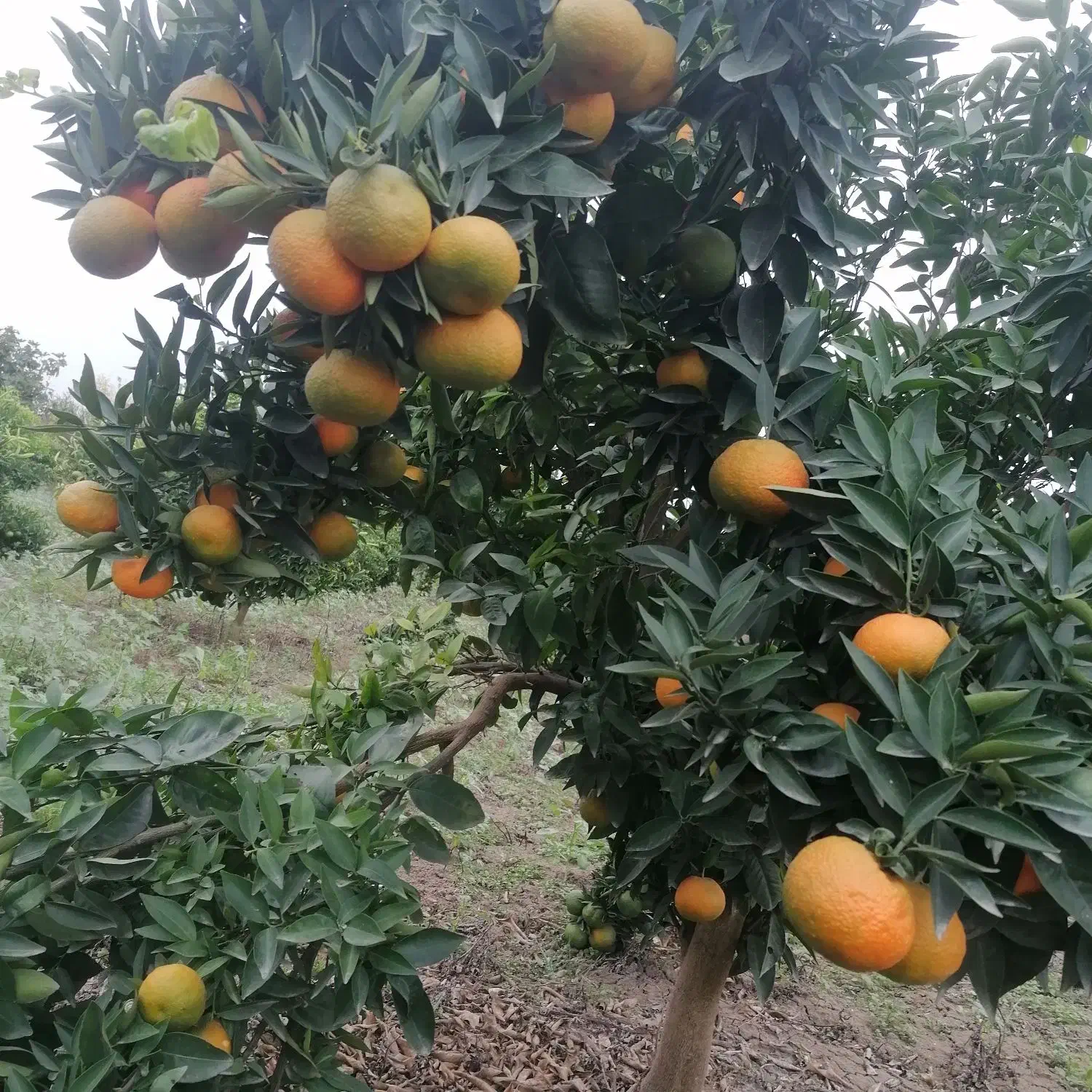 کلمانتین سردرختی|عمدهفروشی|سورک, |دیوار