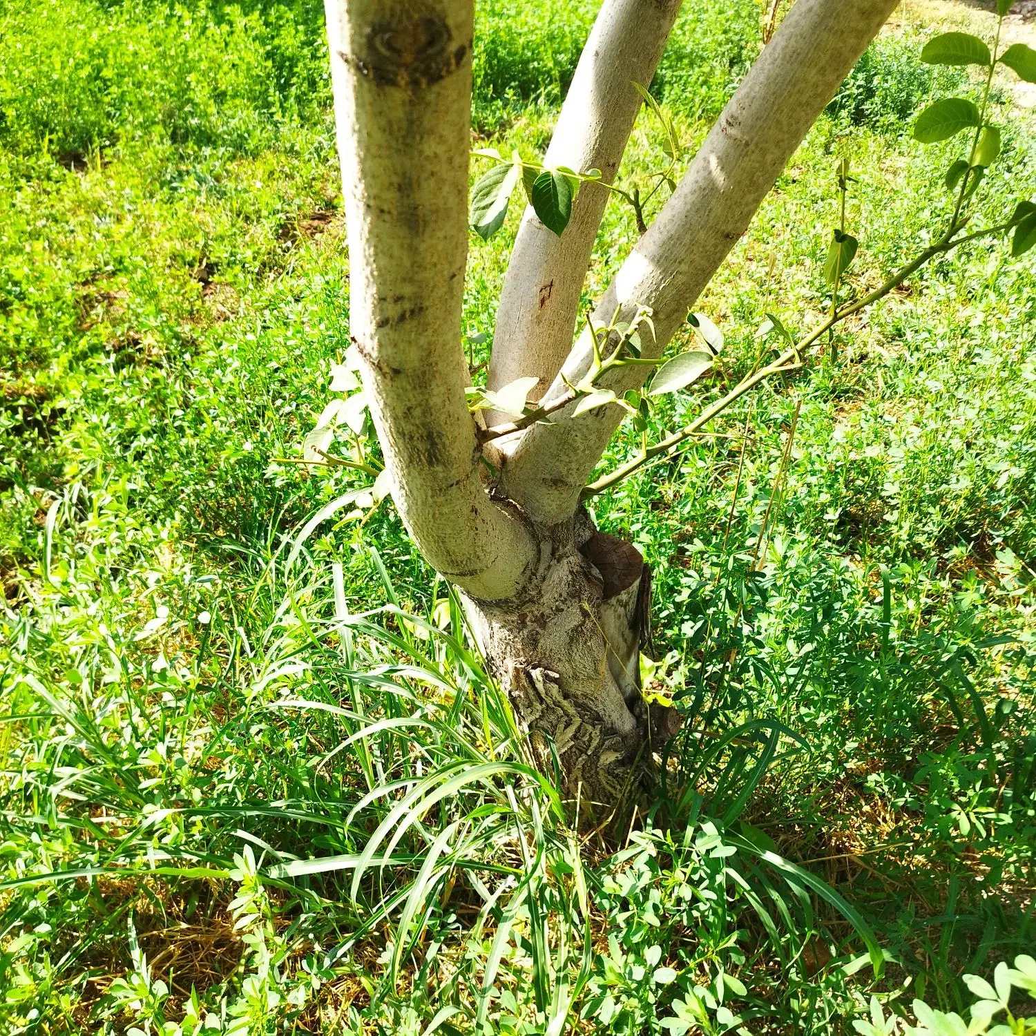 انجام انواع  پیوند تخصصی روی گردو وسایر میوه‌جات|خدمات باغبانی و درختکاری|خرم‌آباد, |دیوار