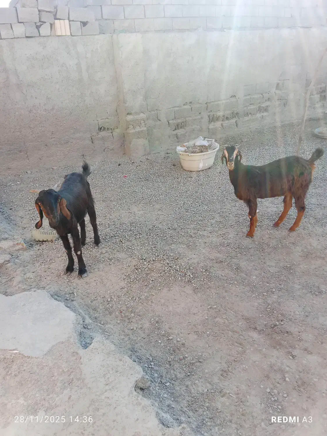 چهار گوسفند خوب|حیوانات مزرعه|چابهار, |دیوار