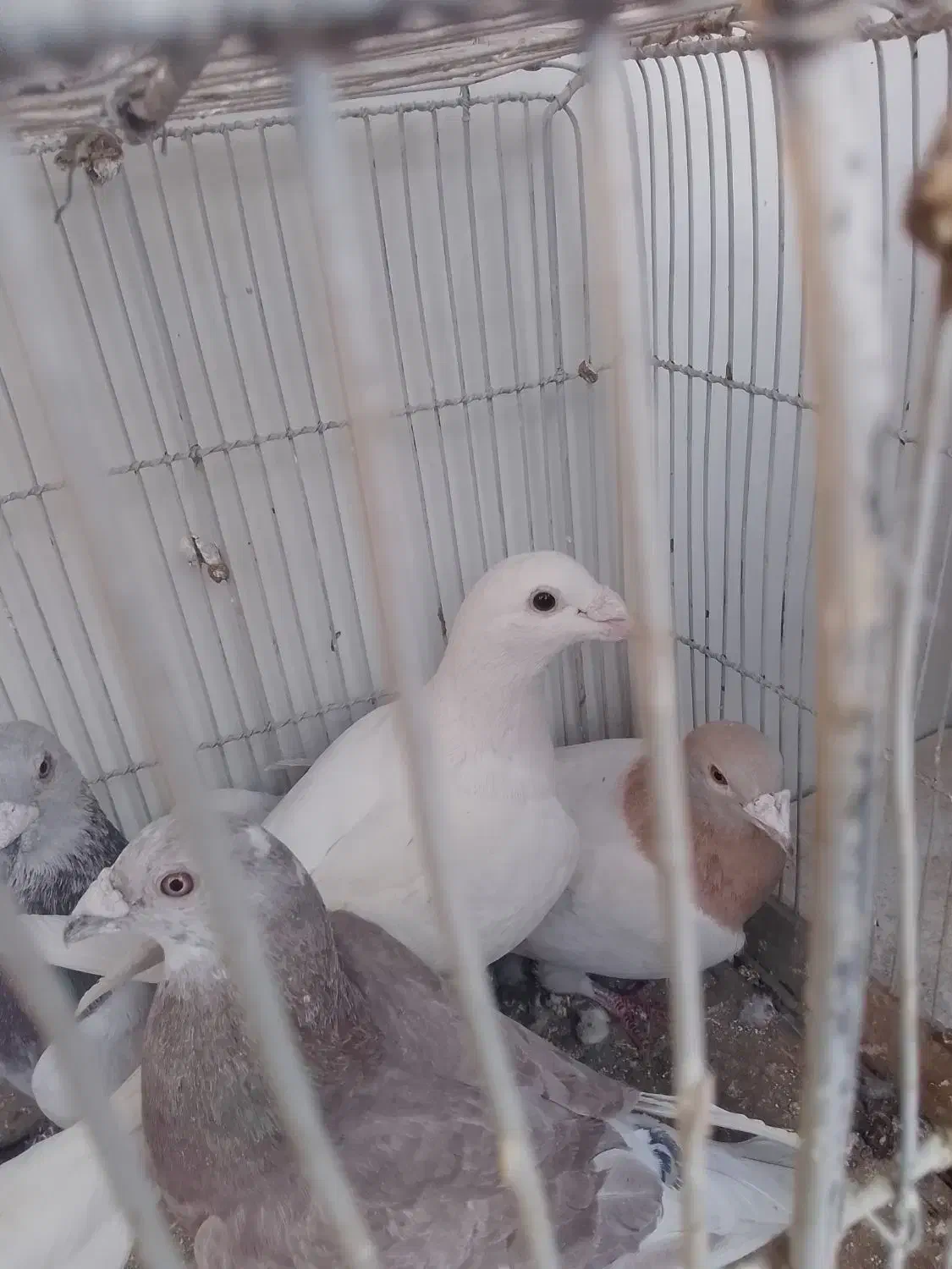 کفتر|پرنده|سبزوار, چهارراه فرودگاه|دیوار