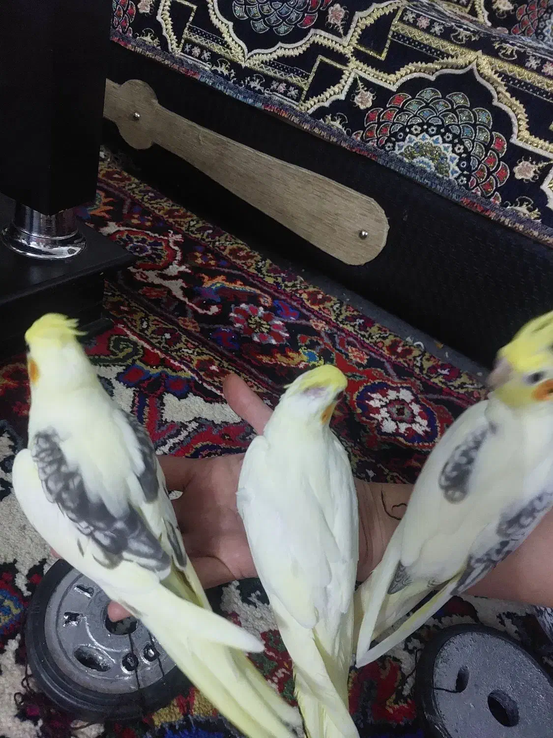 طوطی عروس هلندی البینو لوتینو|پرنده|اهر, |دیوار