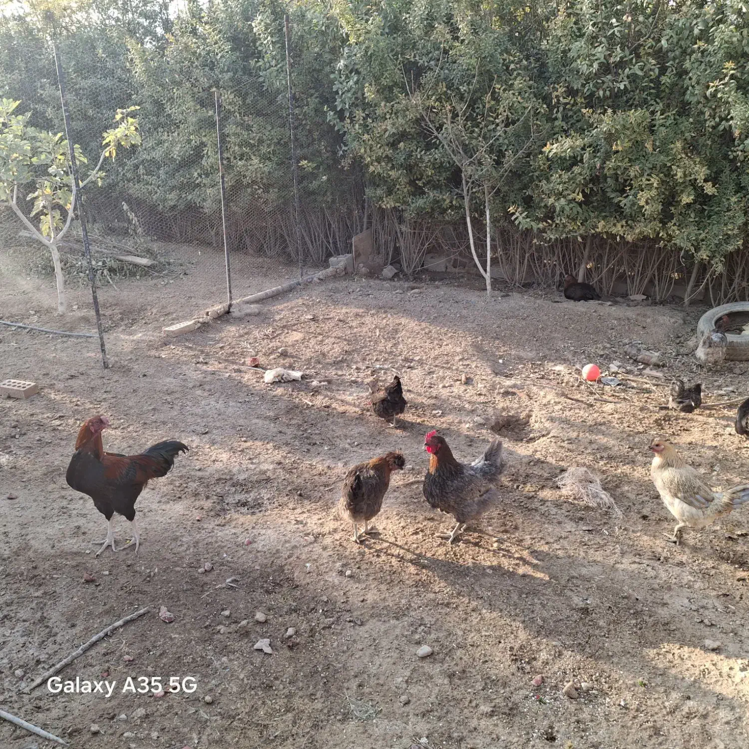 فروش خروس و مرغ|حیوانات مزرعه|اسلامشهر, کاشانک|دیوار