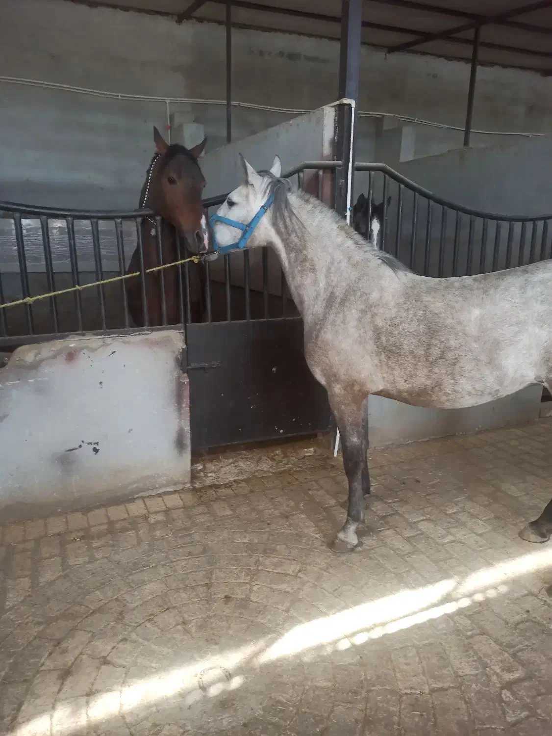 مادیان شناسنامه دار|اسب و تجهیزات اسبسواری|اسلامآباد غرب, |دیوار