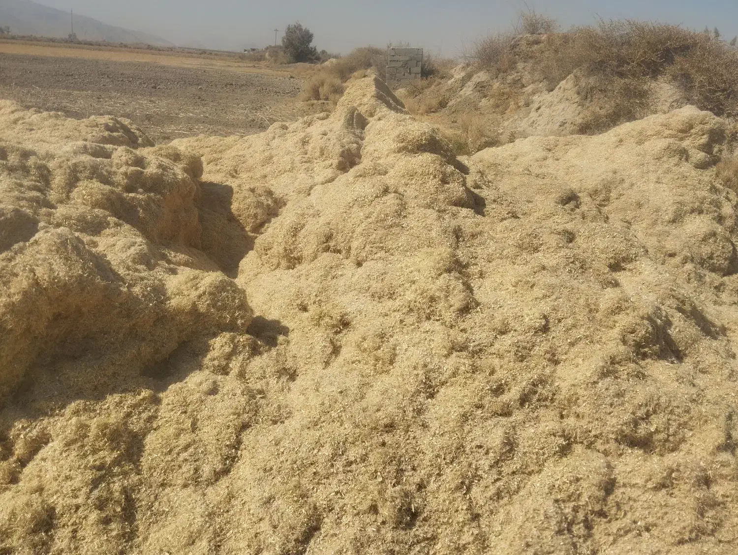 کاه گلرنگ|لوازم جانبی حیوانات|شیراز, نارنجستان|دیوار