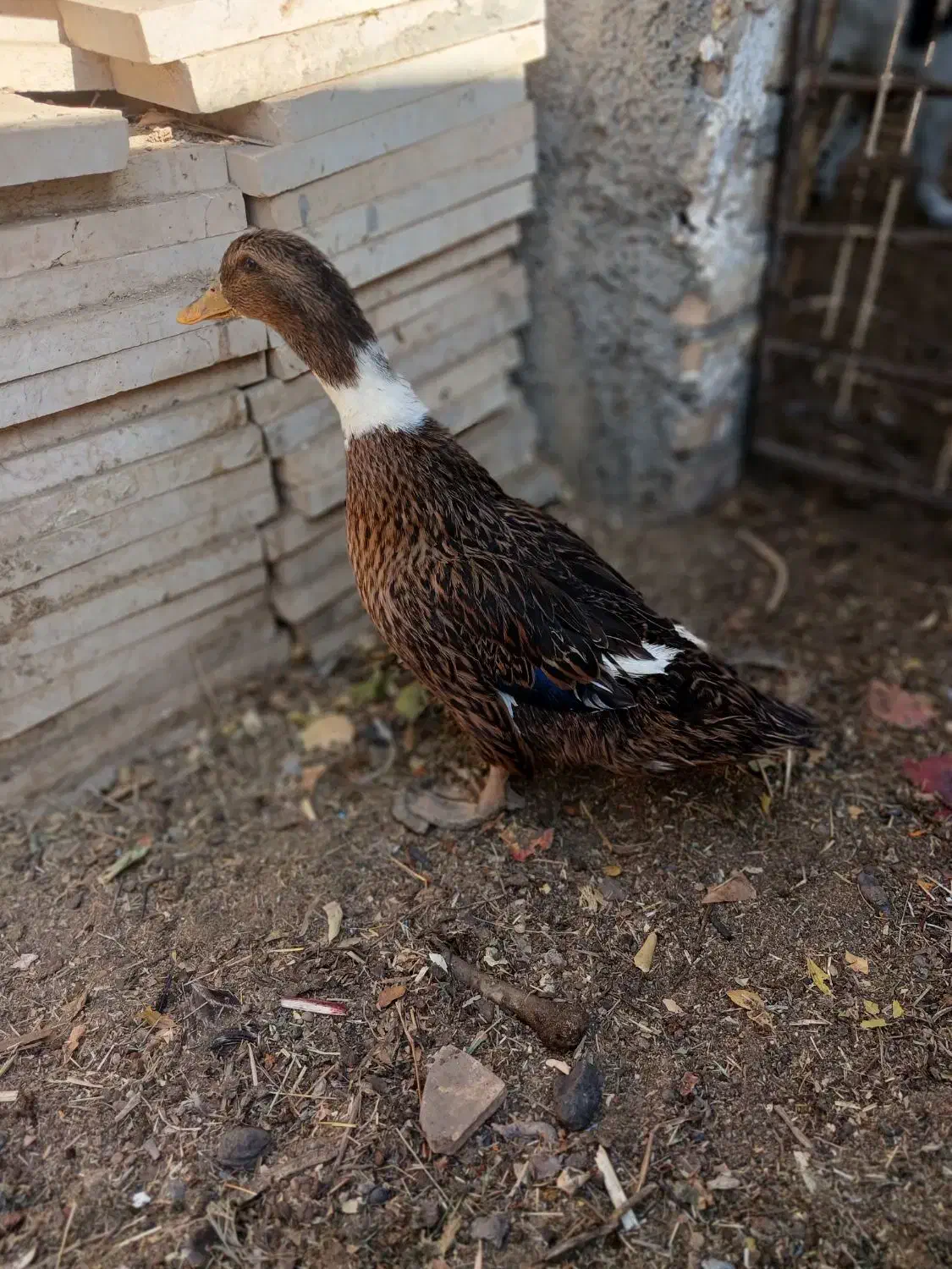 غاز.اردک.بوقلمون|حیوانات مزرعه|نجفآباد, گلدشت|دیوار