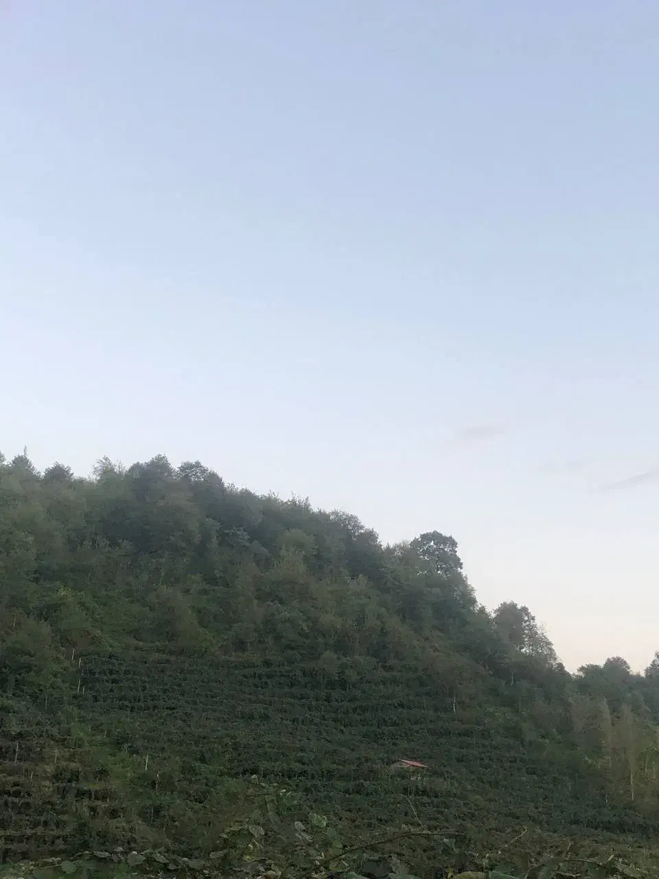 زمین باغ کیوی|فروش زمین و ملک کلنگی|ویلکیج, |دیوار