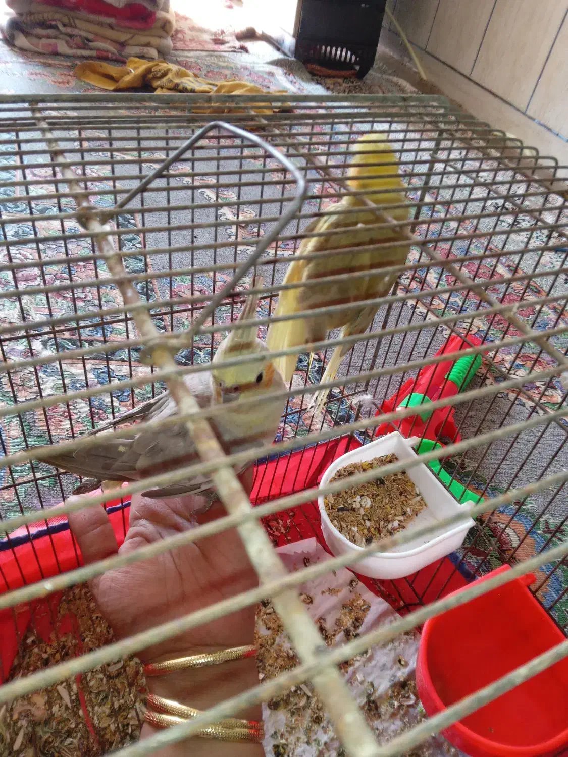 جهت معاوضه غیرازکبوتر کاملا دستی نروماده|پرنده|فلاورجان, |دیوار