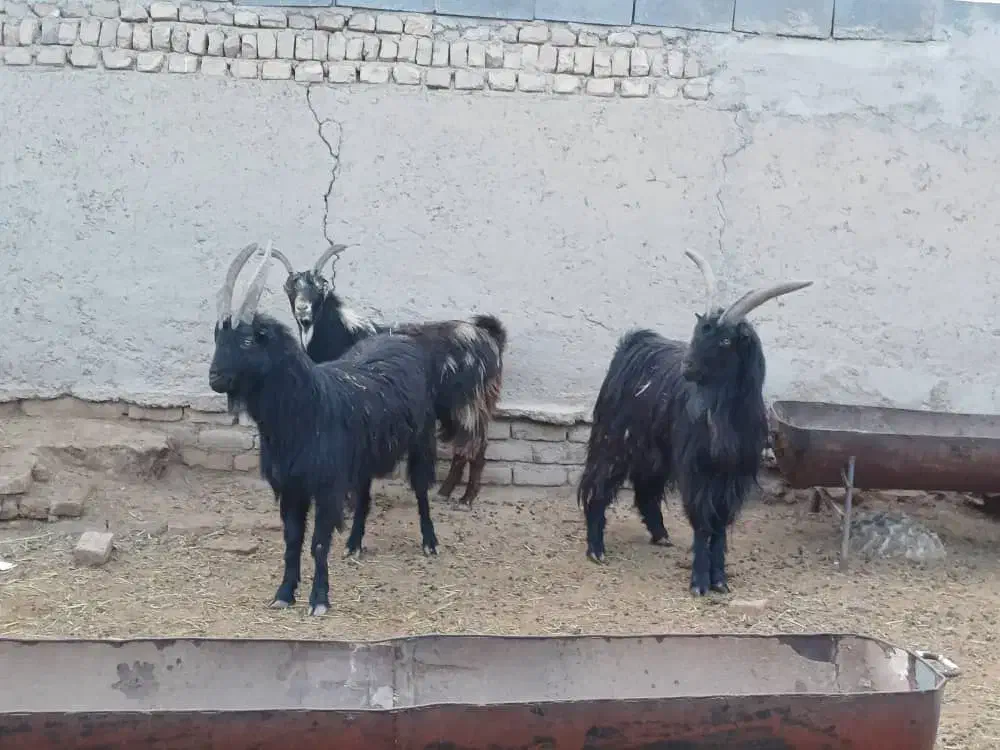 فروش ۳ راس|حیوانات مزرعه|جوادآباد, |دیوار