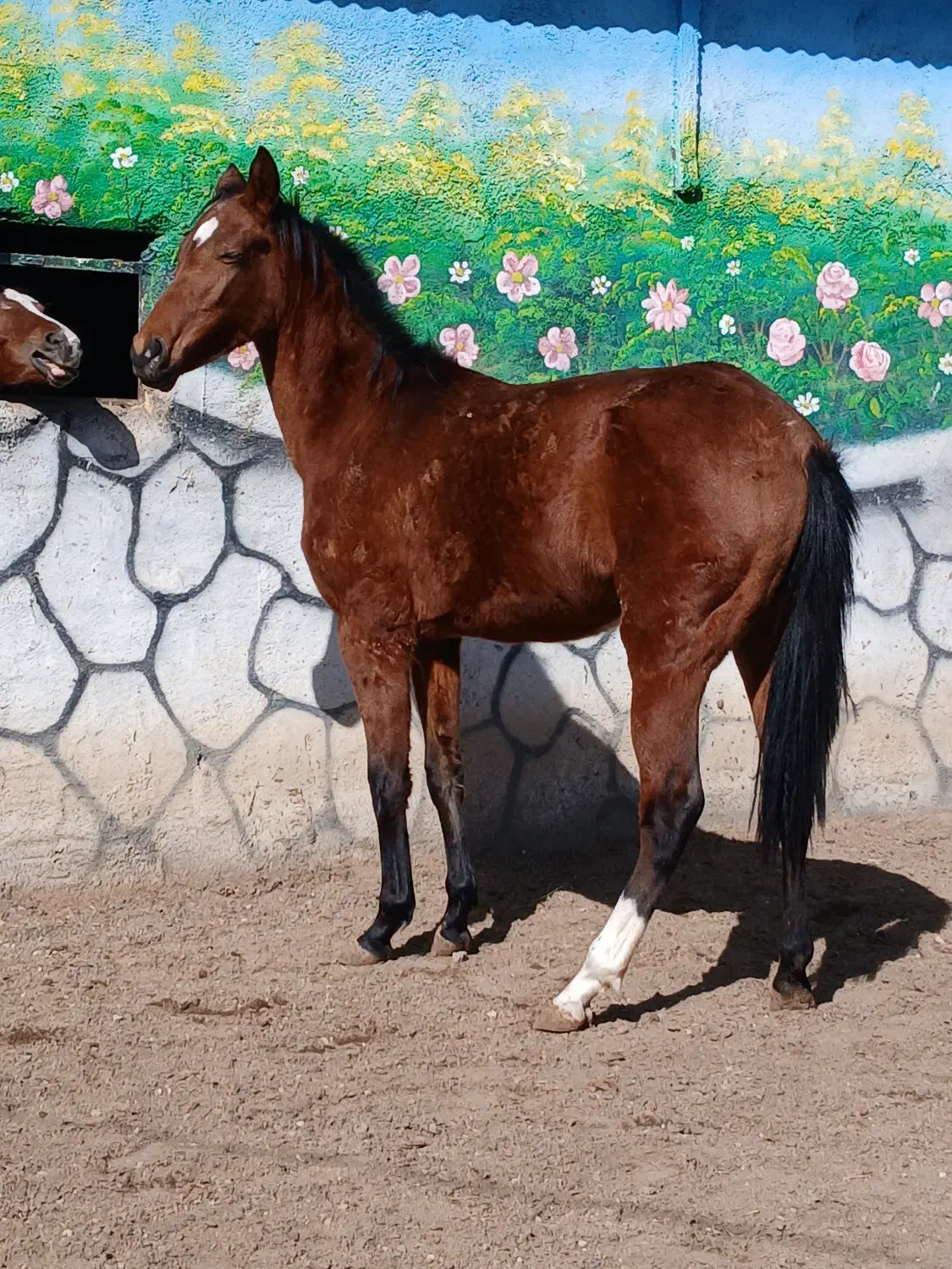 اسب|اسب و تجهیزات اسبسواری|گناباد, |دیوار