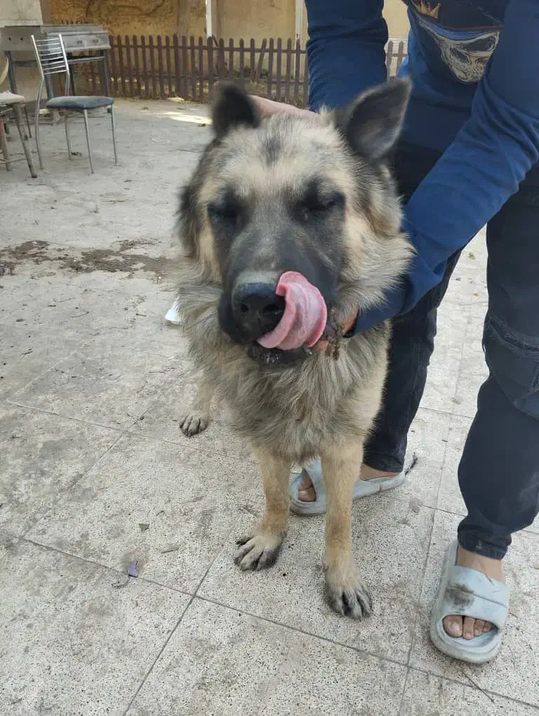 سگ ژرمن پیداشده|حیوانات|پیشوا, |دیوار