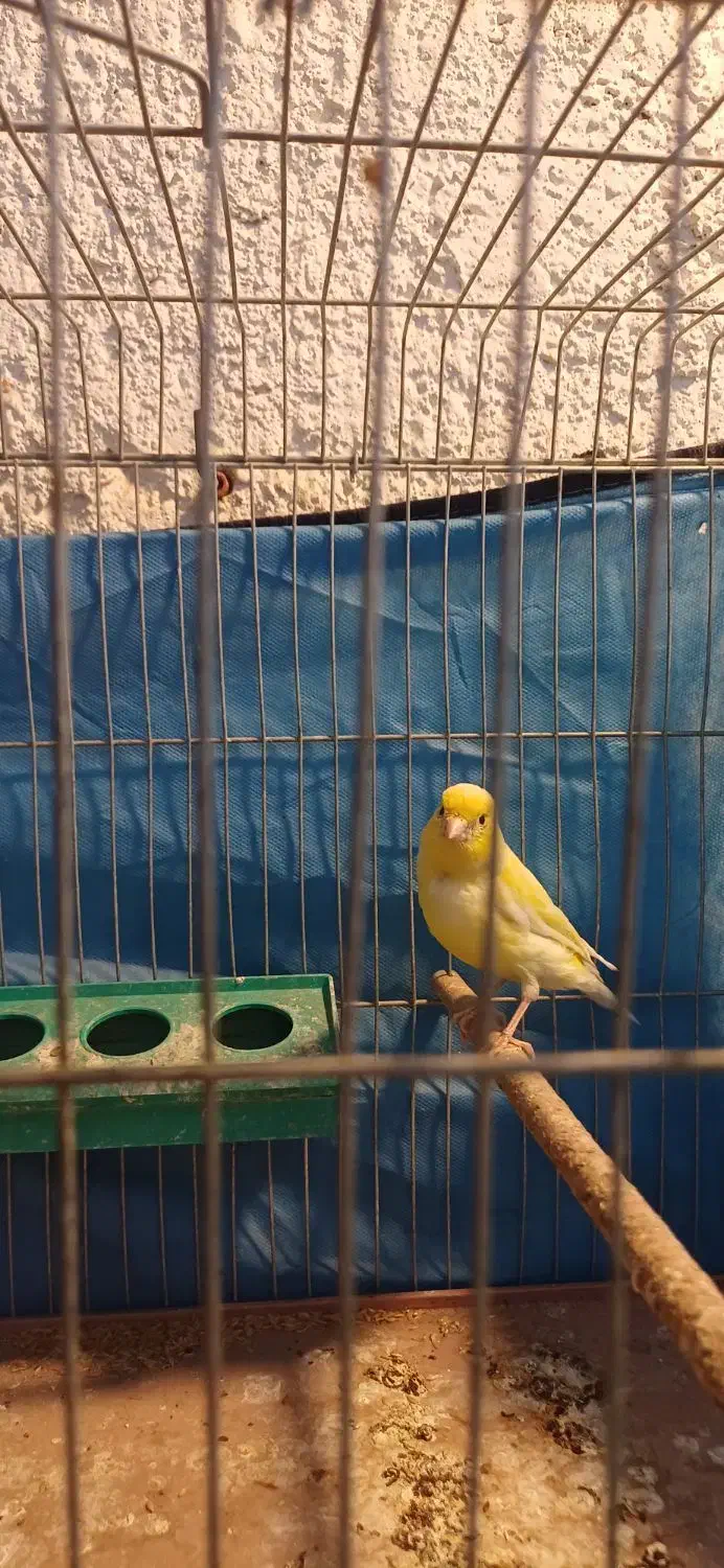 پرنده|پرنده|بهبهان, |دیوار