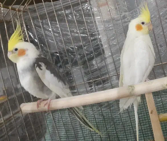 عروس هلندی مولد|پرنده|اسلامشهر, شهرک سعیدیه|دیوار