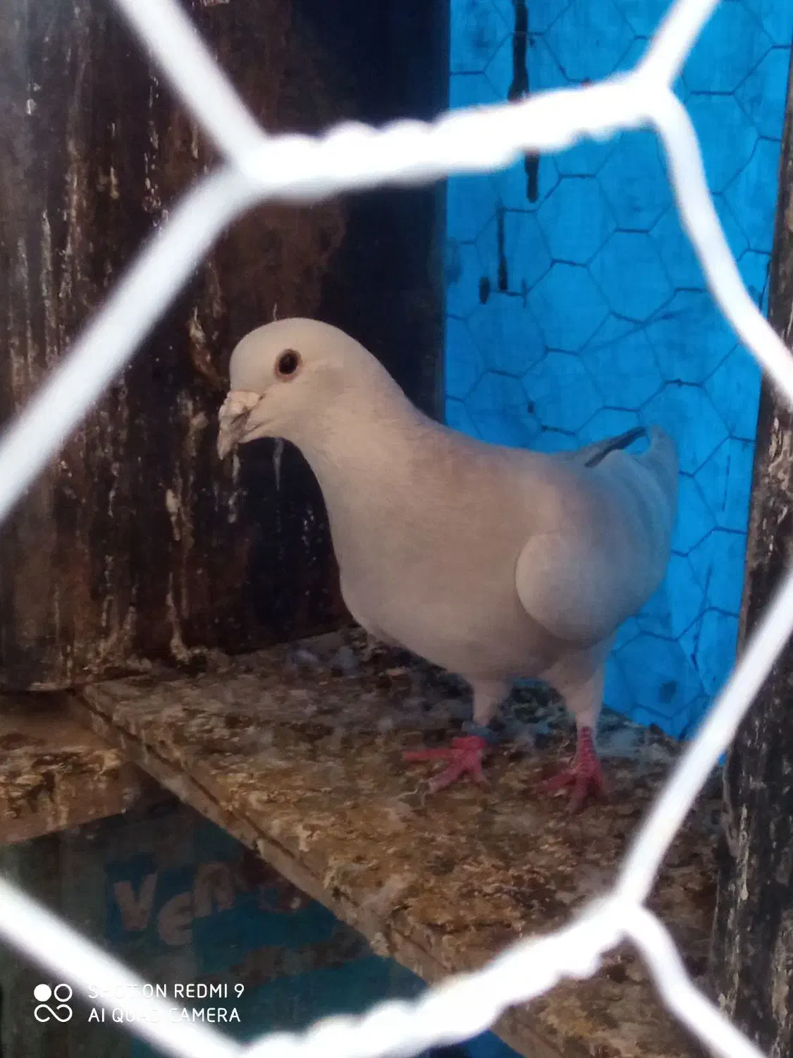 کفتر مصری|پرنده|بیرجند, |دیوار