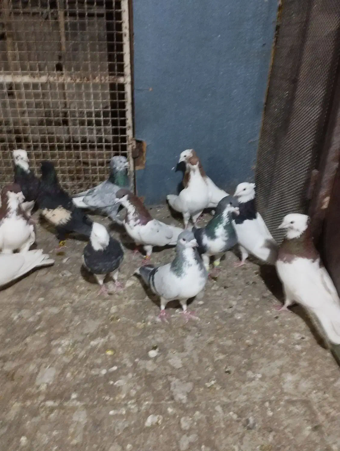 تعدادی پلاکی و شهری|پرنده|شیراز, سیاه سنگ|دیوار