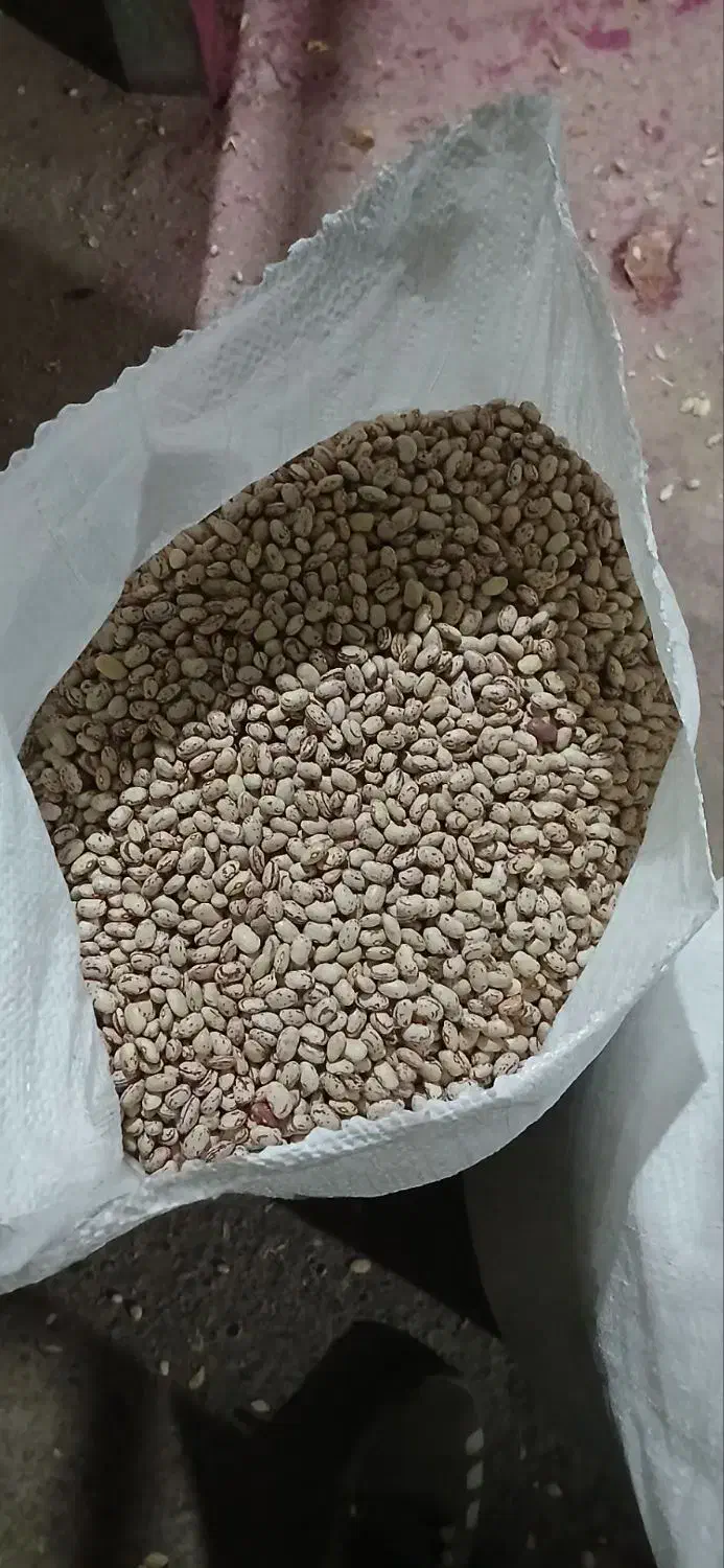 لوبیاچیتی بوجاری شده تازه کشت شده|خوردنی و آشامیدنی|شاهین دژ, |دیوار