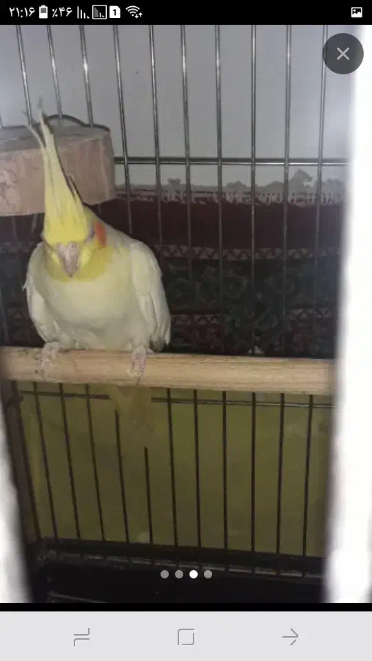 دوعدد عروس ۲ سال ونیم با قفس بزرگ و کلیه وسایل|پرنده|الوند, |دیوار