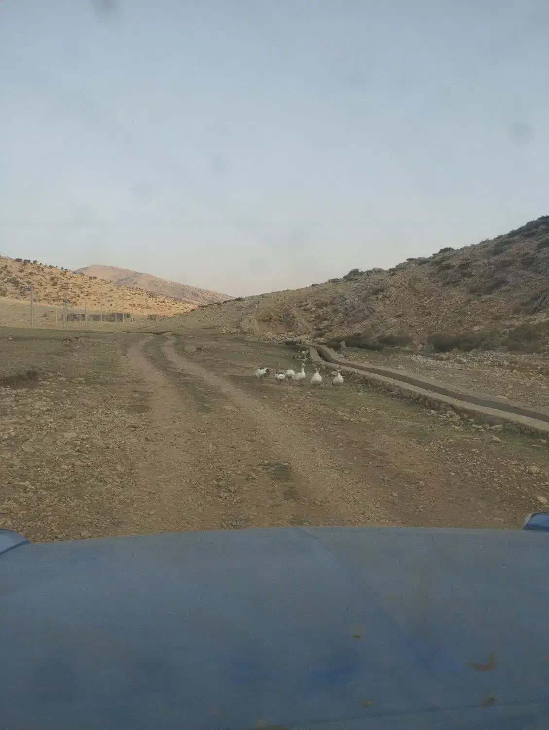 غاز|حیوانات مزرعه|یاسوج, |دیوار