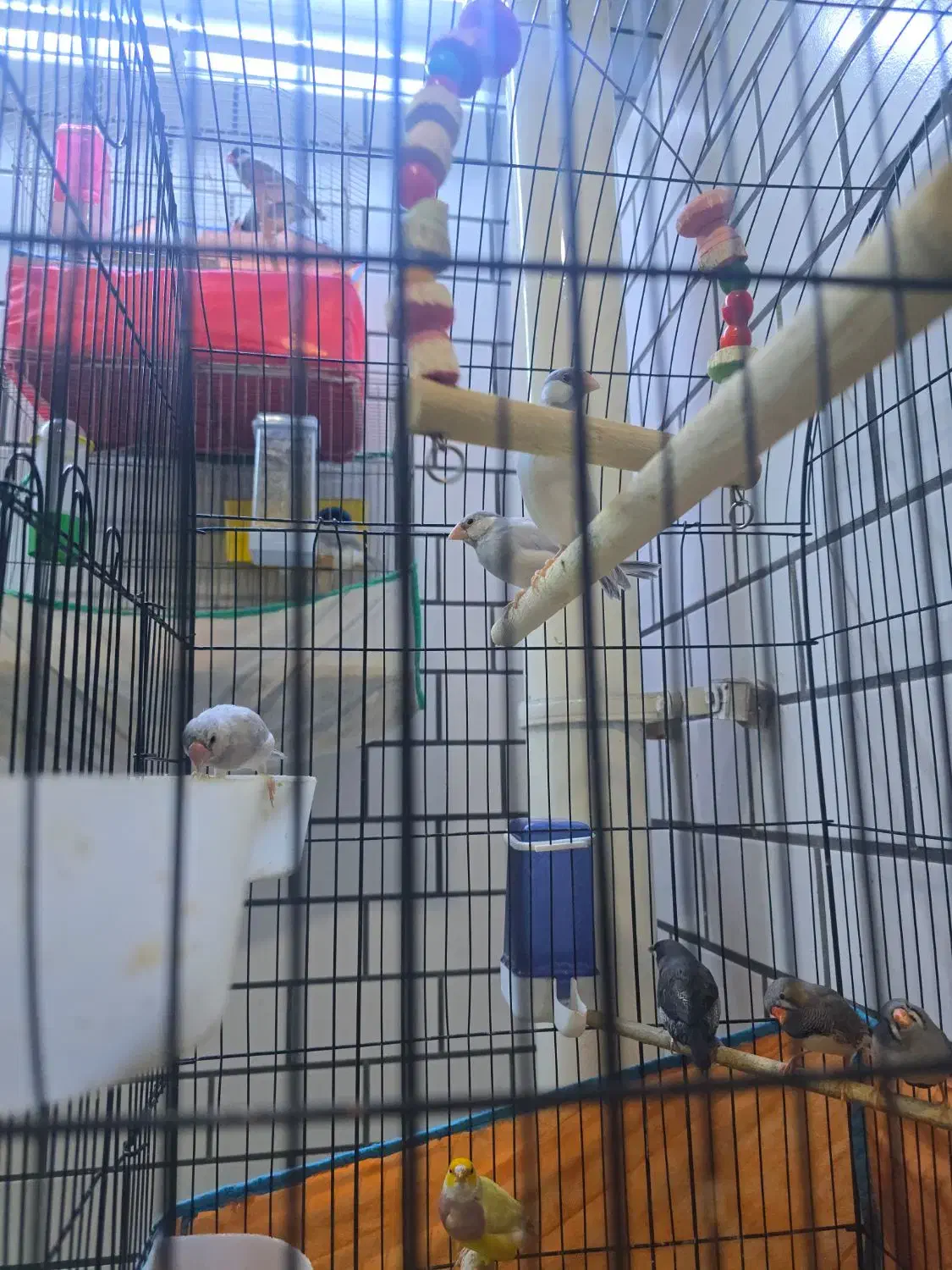 فنچ|پرنده|اهواز, ۳۰ متری|دیوار